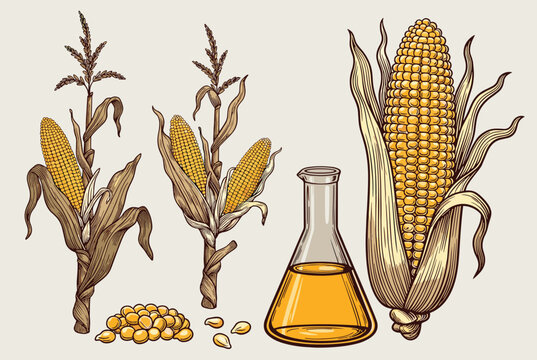 Scientific illustration featuring corn plants, soybeans, and a laboratory flask filled with golden vegetable oil representing biofuel production.