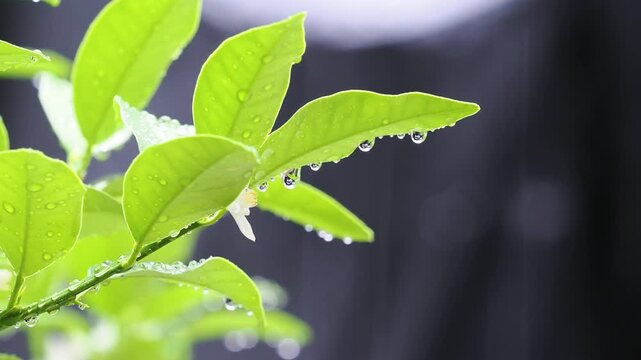 雨に濡れた金柑の花