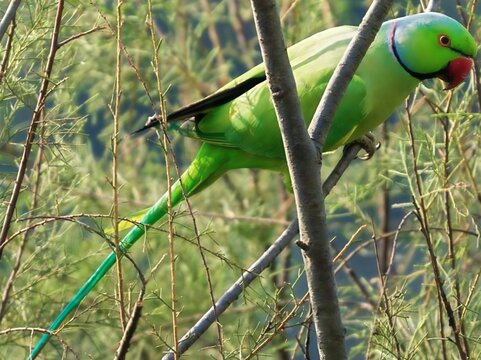 Beautiful close-up view of Indian rose-ringed parakeet bird stand on the green leaf tree branch and searching some food. Isolated on blurry greenery plant, trees forest area nature view in backdrop.