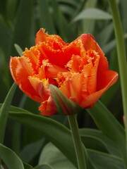 Zbliżenie na kwiat pomarańczowego tulipana © Kumulugma