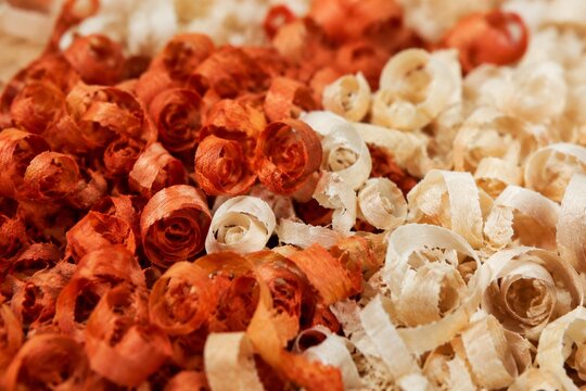 Pile of vibrant orange-red padauk wood shavings contrasted with pale shavings.
