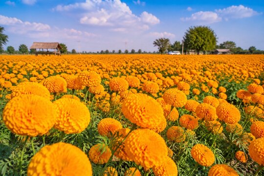A vast field of marigold flowers in full bloom under a bright sky in Gujarat, India.