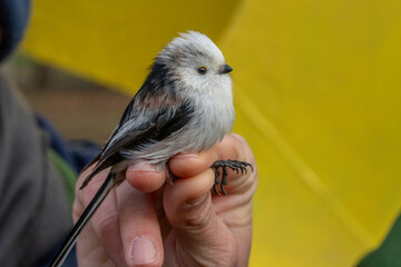 Long-tailed tit in hand. © pityke70