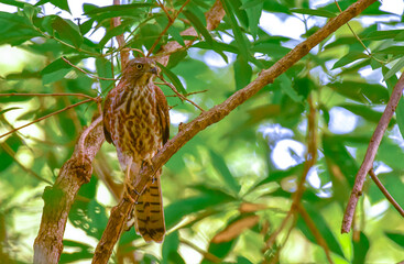 Fototapeta premium Female Shikra perched quietly on a tree branch in the green canopy of Madurai, Tamil Nadu, India, showcasing the beauty of native raptors