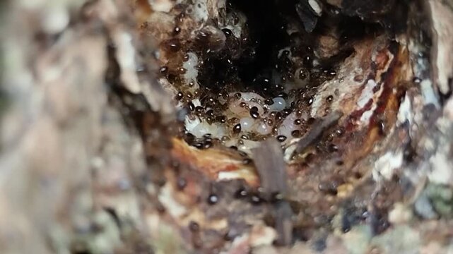 ant colony with white eggs inside a rotten tree hollow