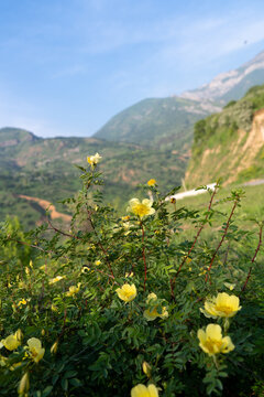 Yellow wild roses blooming against the Chimgan mountains near Charvak, Uzbekistan. Concept: Natural harmony, biodiversity of Asian highlands, tourism
