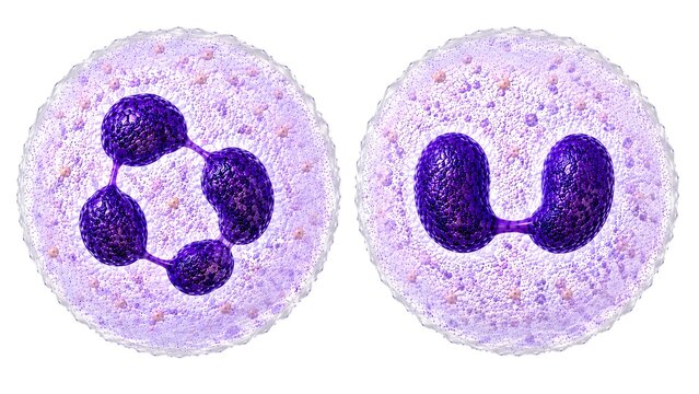 Normal Segmented Neutrophil and Pseudo Pelger Huet Anomaly 3D Medical Illustration