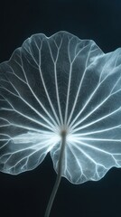 Fototapeta premium Translucent leaf glowing elegance
