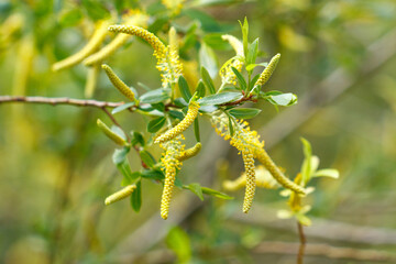 Fototapeta premium Yellow catkins hang from slender branches