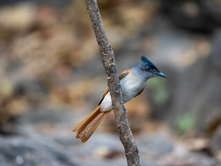 Fototapeta premium Female Paradise Flycatcher Bird Perched on Branch, Wildlife Photography, Nature Background, Exotic Feathered Creature