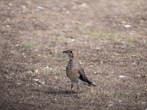 Pratincole Bird in Bhigwan, Baramati - Wildlife Photography, Nature Background, Indian Wetlands Stock Photo