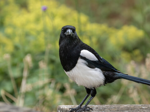 Eurasian magpie (Pica pica) frontal portrait on stone perch, Southwark Park, London. Yellow wildflower bokeh, urban corvid, summer.