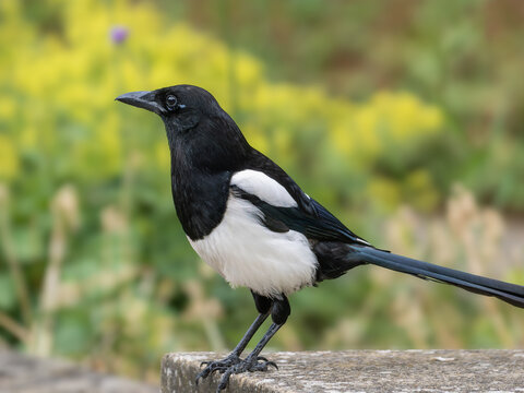 Eurasian magpie (Pica pica) profile portrait on stone perch, Southwark Park, London. Full body, summer wildflower bokeh, UK corvid.