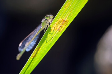 Große Pechlibelle ( Ischnura elegans ). © Michael