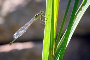 Große Pechlibelle ( Ischnura elegans ). © Michael