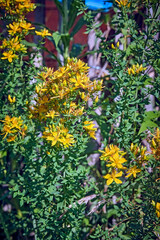 Obraz premium Echtes Johanniskraut ( Hypericum perforatum ).