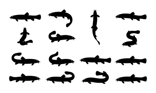 Set of 16 Black Silhouette Loaches, Aquatic Life Vector Icons, Underwater Creatures, Simple Fish Graphics for Marine Biology and Aquarium Design