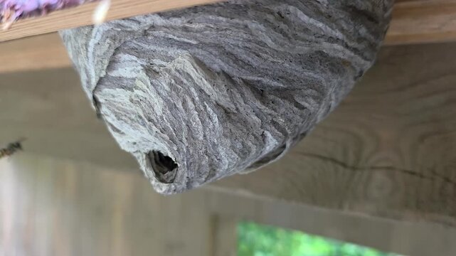 Macro close-up shot of several wasps active around the entrance hole of a large, textured paper wasp nest built under a wooden structure. Insects are seen crawling on the surface and looking out from 