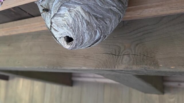Macro close-up shot of several wasps active around the entrance hole of a large, textured paper wasp nest built under a wooden structure. Insects are seen crawling on the surface and looking out from 