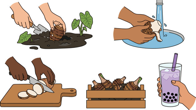 Harvesting Washing and Slicing Fresh Taro Root Vector Illustration Set with Wooden Crate and Purple Taro Bubble Tea Drink for Cooking Concepts