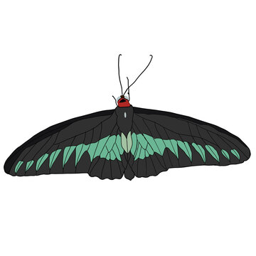 Realistic Rajah Brooke's Birdwing Butterfly Isolated on Transparent Background, Trogonoptera brookiana Green and Black Tropical Butterfly Illustration PNG Clipart