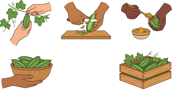 Harvesting Peeling and Stuffing Fresh Pointed Gourd Vector Illustration Set for Cooking Traditional Asian Recipe and Healthy Food Lifestyle Concepts