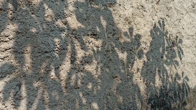 Sunlight casting leafy shadows on textured concrete wall
