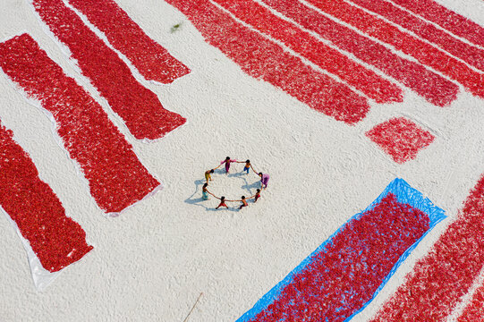 Bogura, Bangladesh - 17 March 2024: Aerial view of Sariakandi, where children hold hands in a circle amidst rows of vibrant red chili peppers drying on a white surface.