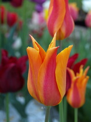 Zbliżenie na kwiat pomarańczowego tulipana © Kumulugma