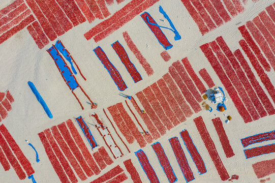 Bogura, Rajshahi Division, Bangladesh - 17 February 2025: Aerial view of red chili peppers drying in rows on the ground at Sariakandi with workers tending to the harvest.