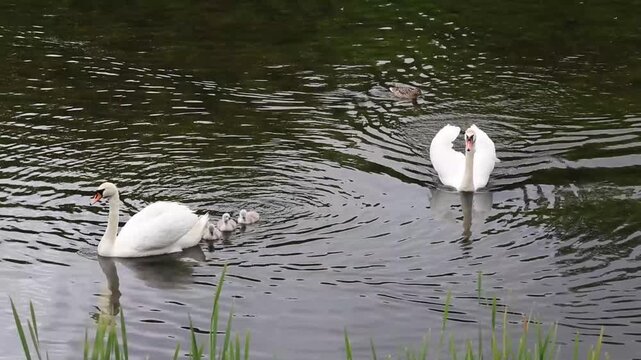 Graceful swans and ducklings glide through rippling water near reeds