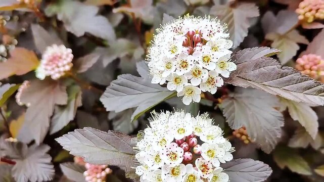 Close-up of delicate white flowers and foliage on a shrub in bloom