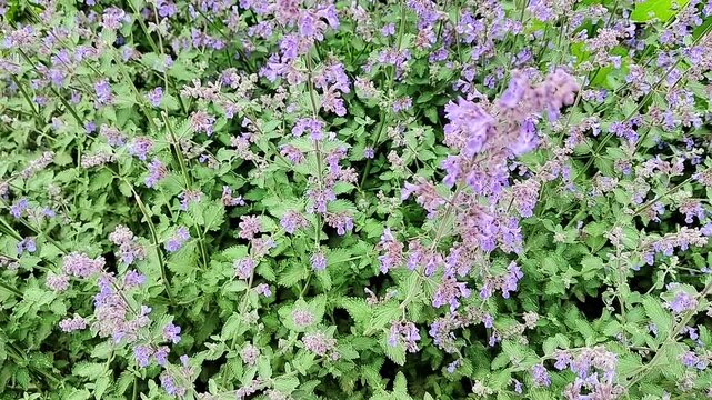 Close-up of blooming catmint flowers attracting a bee in a garden