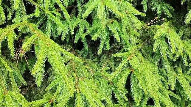Close-up view of lush green spruce tree branches and needles in natural light