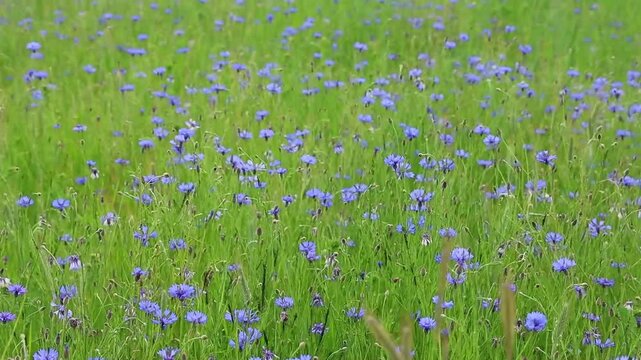 Vast Meadow of Blue Cornflowers Swaying Gently in the Summer Breeze