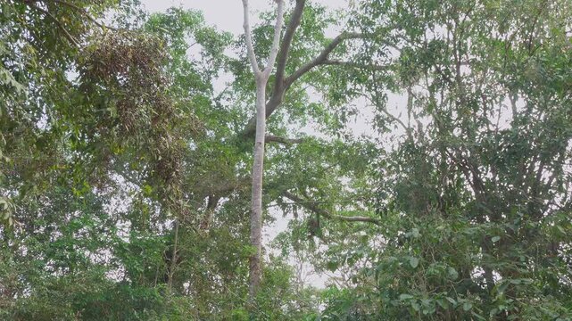 Lar Gibbon swinging through jungle canopy in wide shot