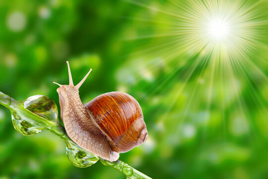 Garden snail climbing a plant stem in morning sunlight with lens flare sunlight gastropod wildlife