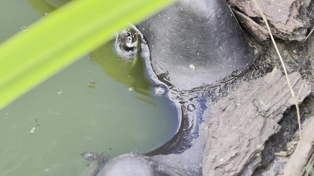 Grass snake (Natrix natrix) preying on male Alpine newt (Ichthyosaura alpestris) trying to escape from its mouth