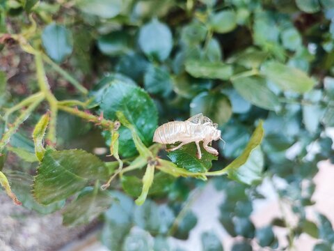Macro close-up of a cicada exoskeleton (exuvia) resting on a green leaf in a natural garden setting