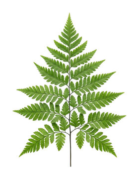 Green fern png fresh fern cutout detailed fern leaf png vibrant fern frond cutout isolated transparent background image