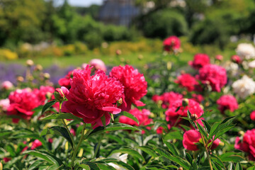 Varietal peonies bloom in a garden with green plants under bright sunlight during daytime in spring © ir1ska