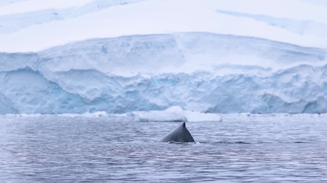 Humpback whale dives in slow motion beside Antarctic ice, showing a fluke and dorsal movement against a frozen glacier backdrop.