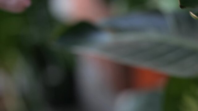 Close-up of a large, glossy green leaf with visible veins. Soft focus on blurred background. Hands gently touch the leaf, showing care and curiosity. Ring glints on a finger