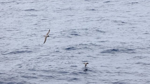 Slow motion tracking shot of two light-mantled albatrosses dynamic soaring low above the choppy Drake Passage, skimming the Southern Ocean with effortless flight.