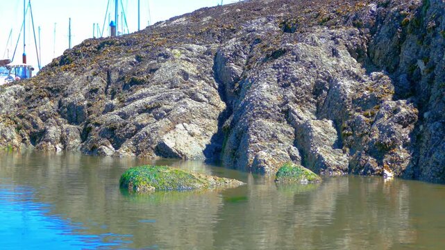 Rocky intertidal shoreline with barnacles and tide pools