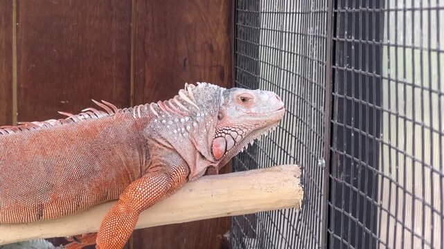 Iguana resting calmly on a wooden perch inside an enclosure.