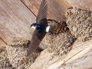 hirondelle  en vol après la becquée à son oisillon © helenedevun