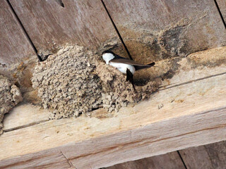 une hirondelle fabriquant son nid © helenedevun