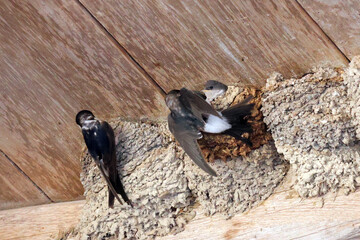 des hirondelles à leur nid © helenedevun