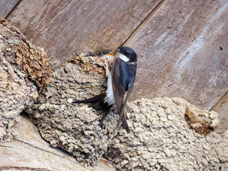 hirondelle  au nid pour nourrir son oisillon © helenedevun